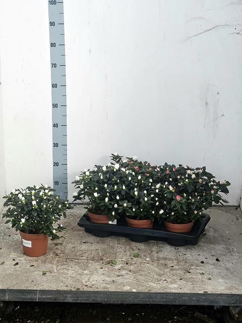 <h4>RHODO SI VOGEL GEM</h4>