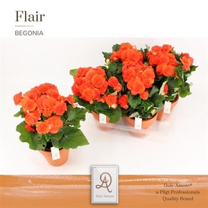 Begonia (Elatior Grp) double flowered Mocca Orange