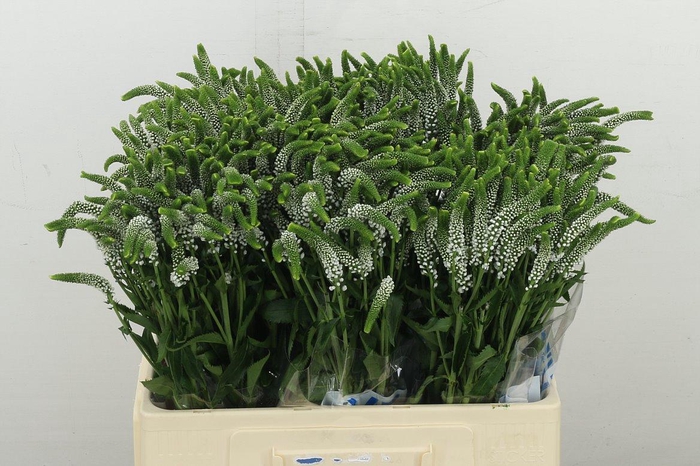 <h4>Veron Smart Caya</h4>