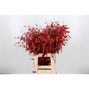 Chasmantium Kl Bh Rood