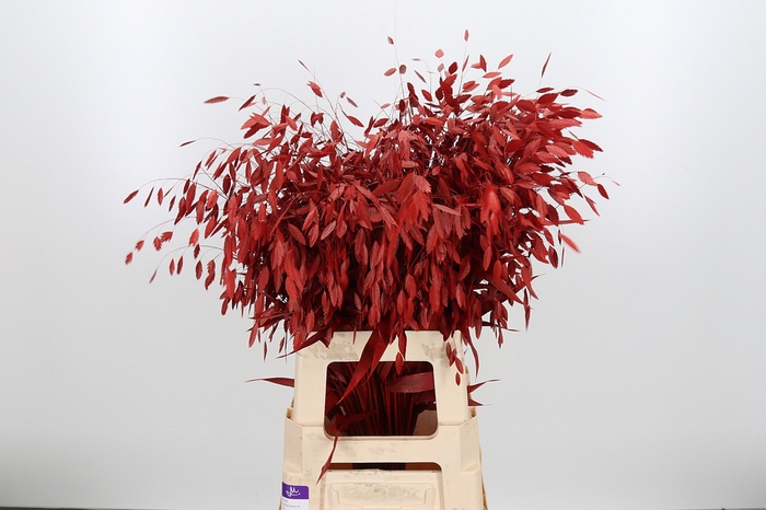 <h4>Chasmantium Kl Bh Rood</h4>