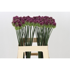 Allium Sphaerocephalon