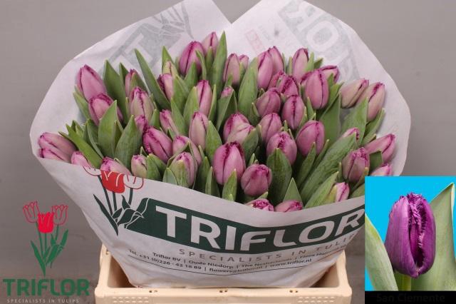 <h4>TU FR SAN CLEMENTE</h4>