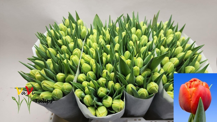 <h4>TU DU ICOON</h4>