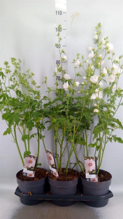 <h4>Lavatera   ...</h4>