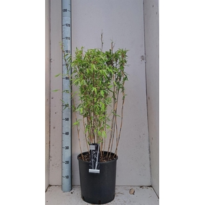 Fargesia nitida 'Volcano'