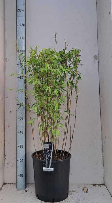 Fargesia nitida 'Volcano'