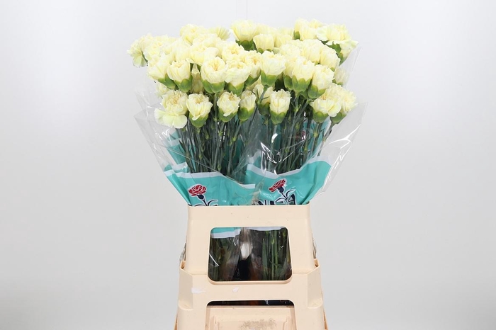 <h4>Di St Wedding</h4>