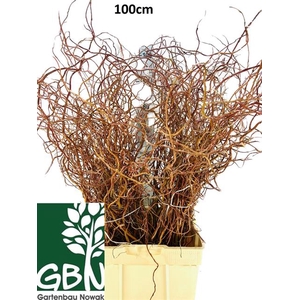 Salix Ov Bs