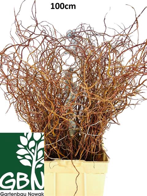 Salix Ov Bs