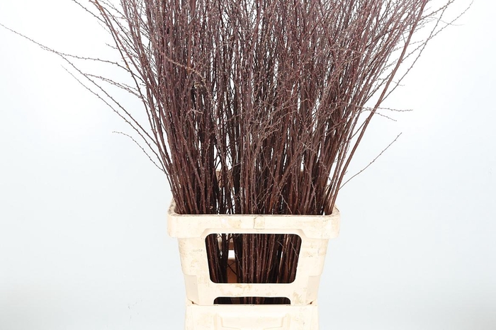 <h4>Spir C Grefsheim</h4>