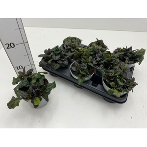 AJUGA R ATROPURPUREA