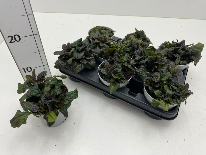 <h4>AJUGA R ATROPURPUREA</h4>