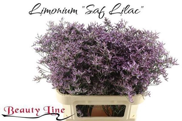 Lim Saf Lilac