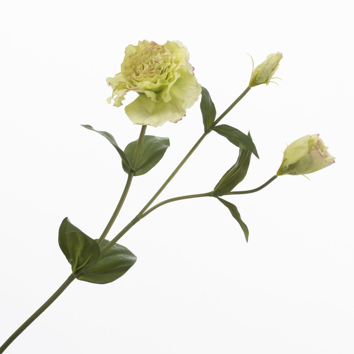 Lisianthus Green FL440373GRN