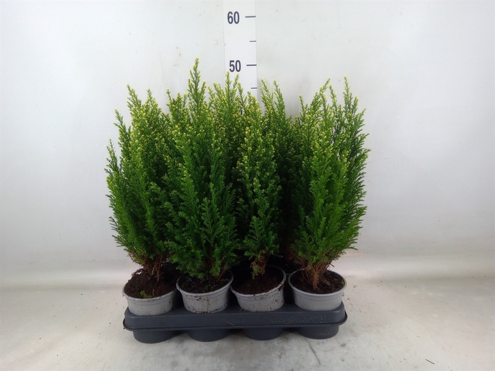 <h4>Chamaecyparis laws. 'Snow White'</h4>