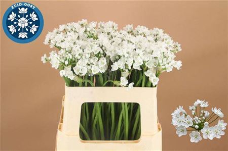Allium Flocon
