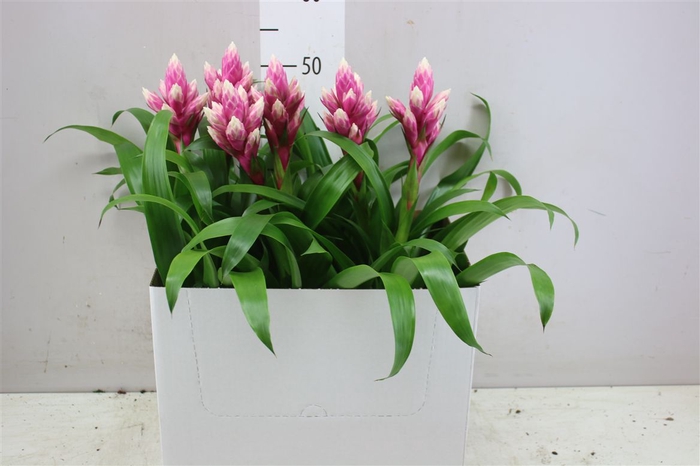 <h4>Guzmania Candy</h4>