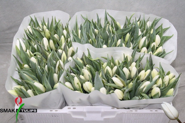 <h4>TU EN WHITE PRINCE</h4>