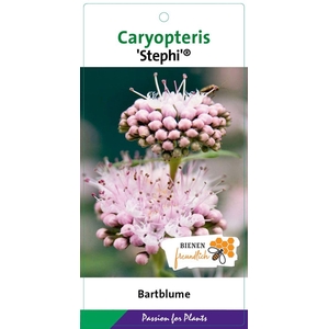 Caryopteris x clandonensis
