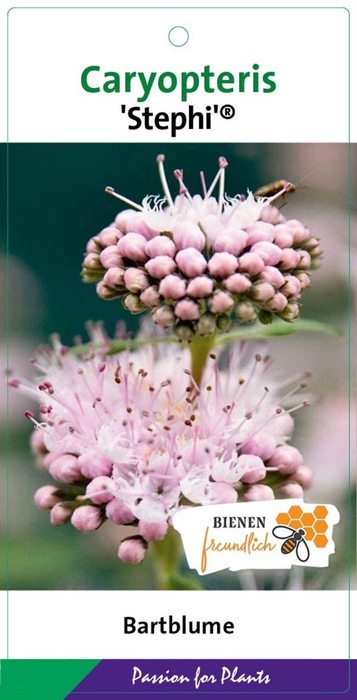 <h4>Caryopteris x clandonensis</h4>