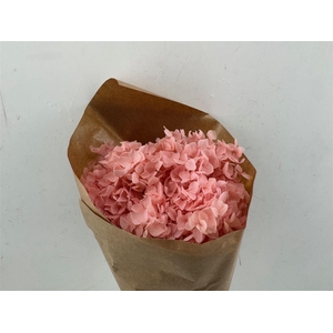 Pres Hydrangea Lightpink Bunch