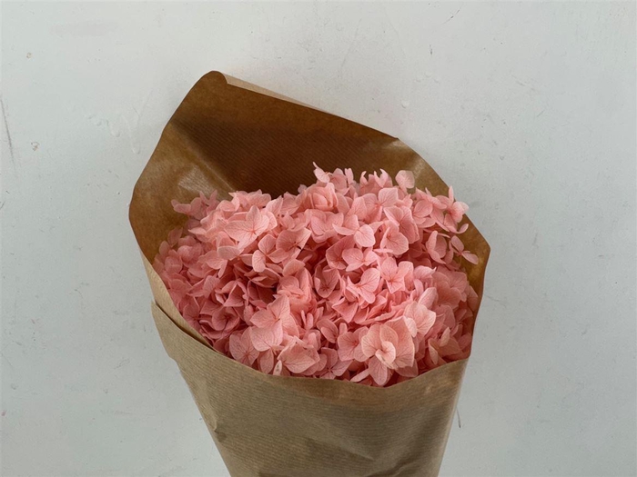 <h4>Pres Hydrangea Lightpink Bunch</h4>