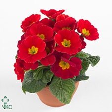 Primula acaulis Red