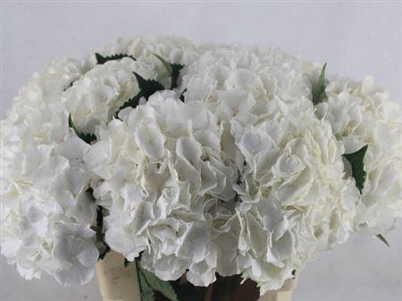 <h4>Hydr M Ch Whi Verena</h4>