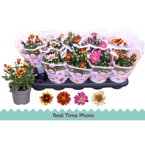 CHRYS GEM 2 KL BLOEM