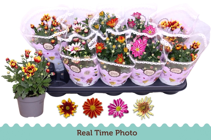 <h4>CHRYS GEM 2 KL BLOEM</h4>