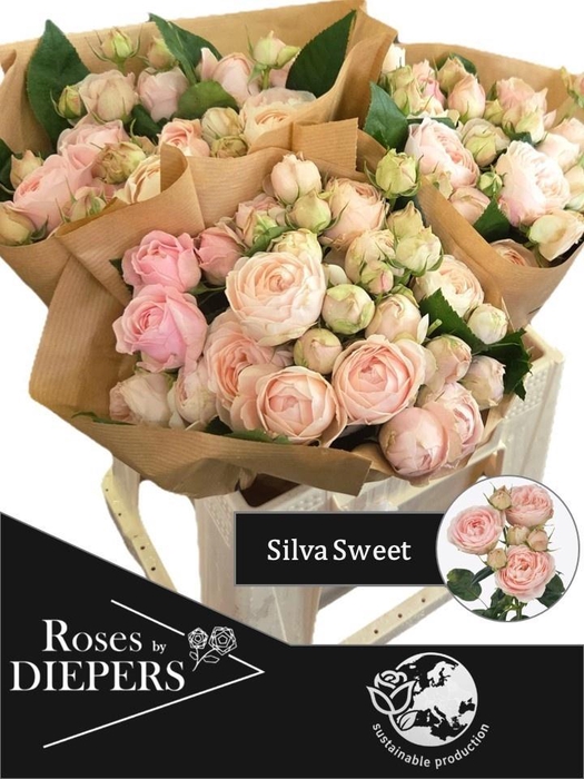 <h4>R TR SILVA SWEET+</h4>