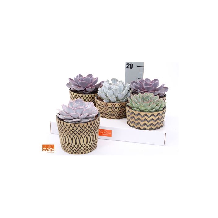 <h4>Echev Gem Zanzibar Ceramic</h4>