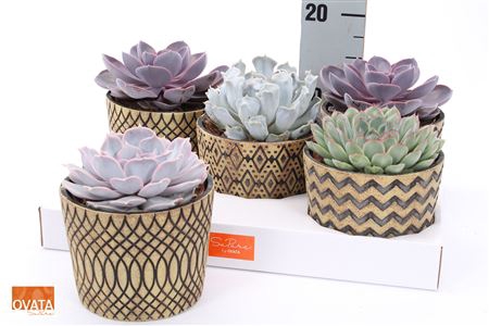 Echev Gem Zanzibar Ceramic