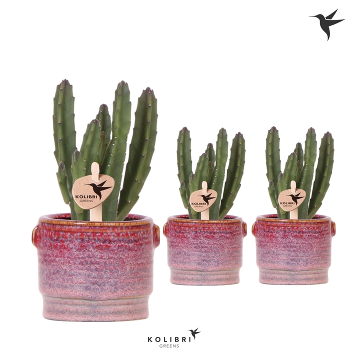 <h4>Kolibri Greens Stapelia Leendertziae in Aura pot</h4>