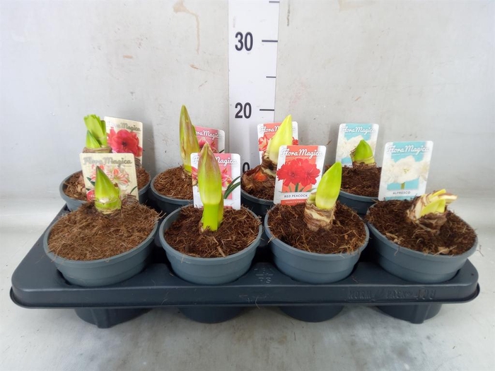 <h4>Hippeastrum   ...</h4>