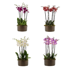 Your Natural Orchid | 3 x 2 tak ST gemengd in Sarah Bowl