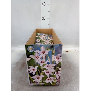 Flowerbulbs, corns or tubers   ...