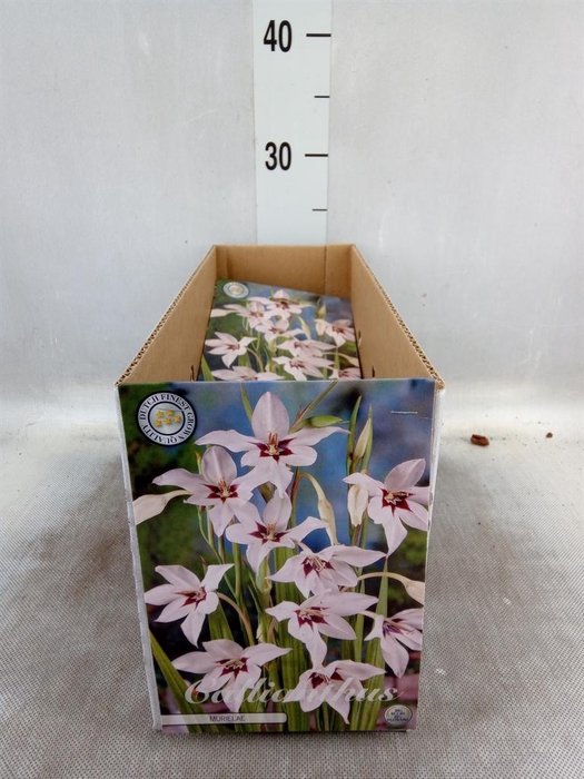 <h4>Flowerbulbs, corns or tubers   ...</h4>