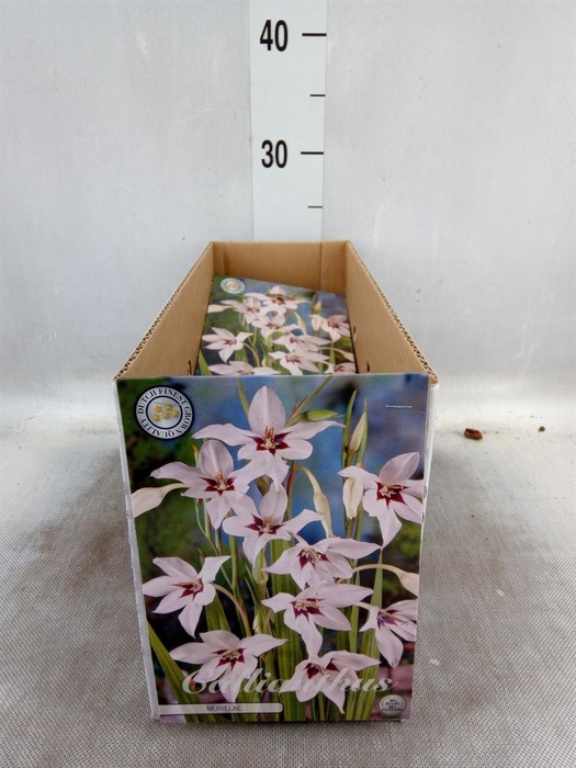 <h4>Flowerbulbs, corns or tubers   ...</h4>