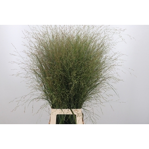 Panicum Vi. Squaw