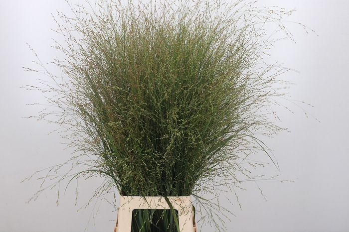 <h4>Panicum Vi. Squaw</h4>