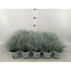 Festuca glauca 'Compacta Blue'