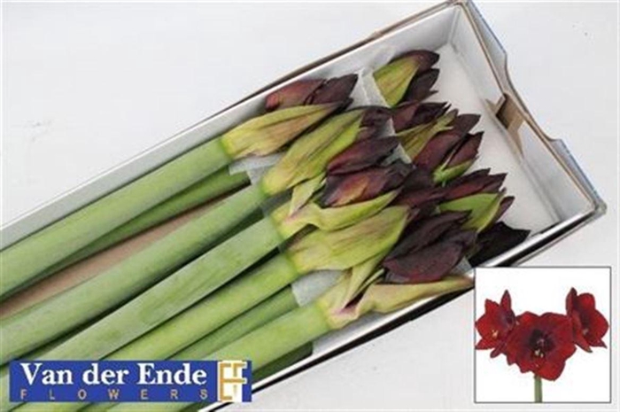 <h4>Hipp Ga Royal Velvet</h4>