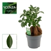 Ficus Ginseng 14 cm Retusa