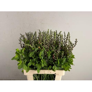 Baptisia Australis Bruin/geel