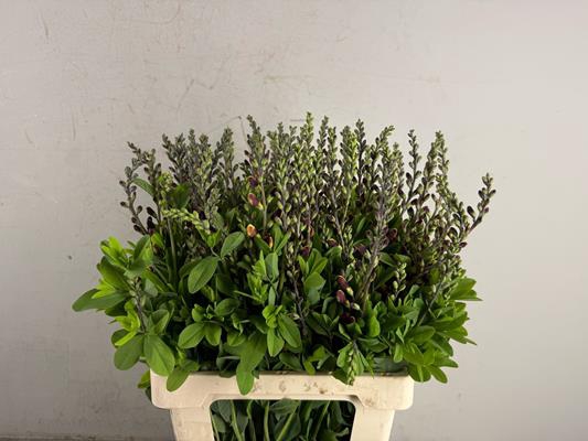 <h4>Baptisia Australis Bruin/geel</h4>