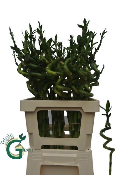 <h4>Dracena Lucky Bamboo Spiraal Triple</h4>