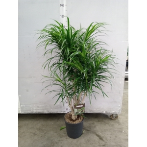 Dracaena refl. 'Anita'