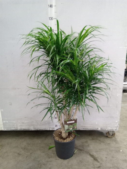 <h4>Dracaena refl. 'Anita'</h4>